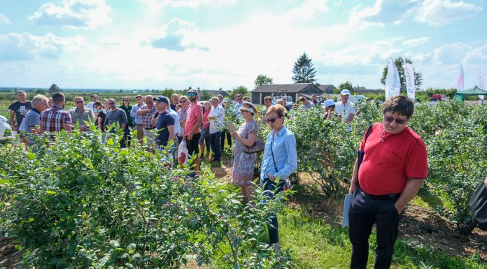Praktyczna wiedza na Warsztatach Borówkowych 2019