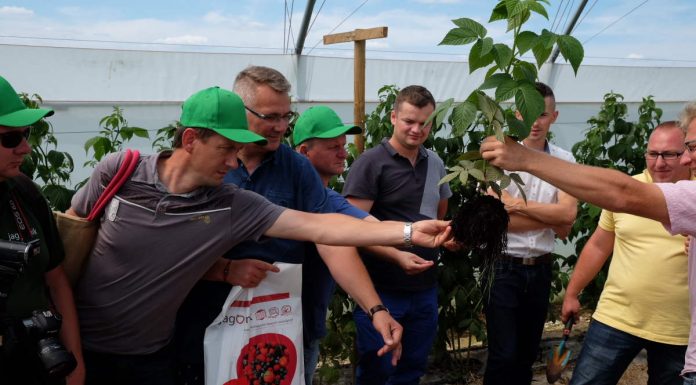 Malinowe warsztaty (cz. I)