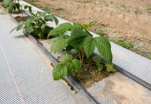 Jakie odmiany malin będą w przyszłości uprawiane w Polsce. FILM