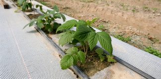 Jakie odmiany malin będą w przyszłości uprawiane w Polsce. FILM