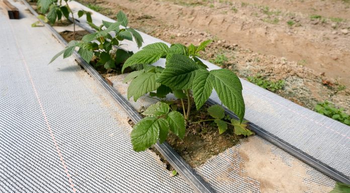 Jakie odmiany malin będą w przyszłości uprawiane w Polsce. FILM
