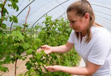 Malinowe Warsztaty 2019 – kompleksowa ochrona malin