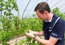 Malinowe Warsztaty 2019 – ochrona przed szarą pleśnią i rdzą maliny. FILM