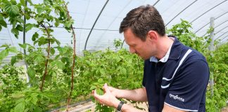 Malinowe Warsztaty 2019 – ochrona przed szarą pleśnią i rdzą maliny. FILM