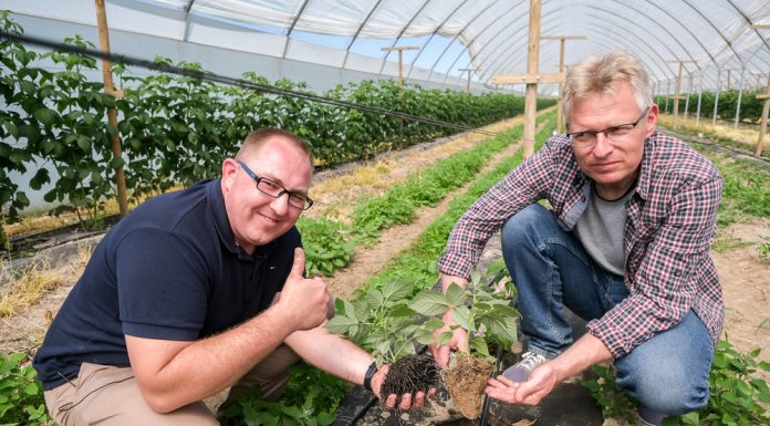 „Takiego systemu korzeniowego to ja osobiście nie widziałem”
