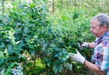 Przerzedzanie owoców u borówki, konieczne dla utrzymania jakości