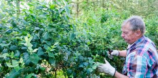 Przerzedzanie owoców u borówki, konieczne dla utrzymania jakości