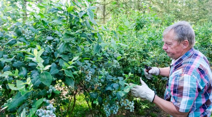 Przerzedzanie owoców u borówki, konieczne dla utrzymania jakości