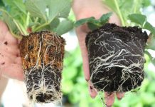 Sadzonki tray odmiany ‘Elsanta’