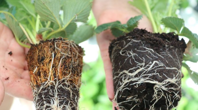 Sadzonki tray odmiany ‘Elsanta’