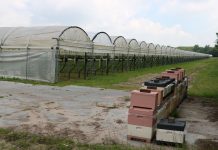 Pszczoły zapylają holenderskie plantacje krzewów owocowych