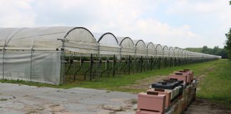 Pszczoły zapylają holenderskie plantacje krzewów owocowych