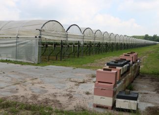 Pszczoły zapylają holenderskie plantacje krzewów owocowych