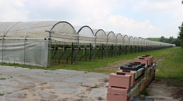 Pszczoły zapylają holenderskie plantacje krzewów owocowych