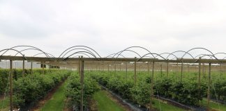 International Delphy Soft Fruit Event 2019 (cz. II) – trendy w produkcji owoców