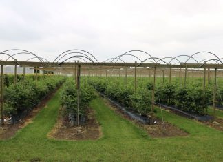 International Delphy Soft Fruit Event 2019 (cz. II) – trendy w produkcji owoców