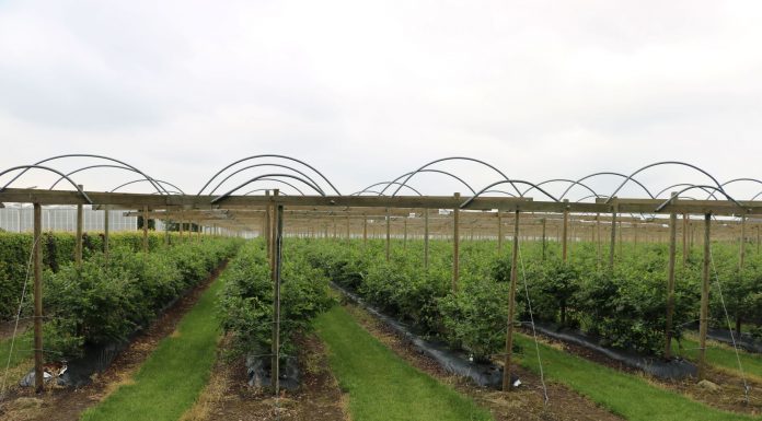 International Delphy Soft Fruit Event 2019 (cz. II) – trendy w produkcji owoców