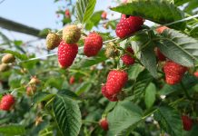 Malinowe Warsztaty – już 23 czerwca 2019