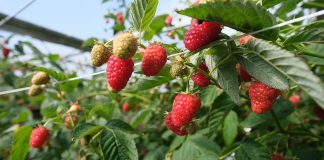 Malinowe Warsztaty – już 23 czerwca 2019