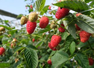 Malinowe Warsztaty – już 23 czerwca 2019