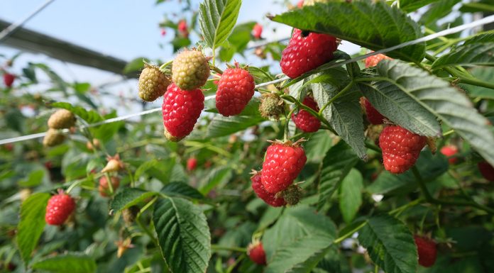 Malinowe Warsztaty – już 23 czerwca 2019