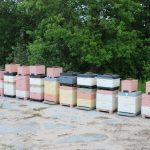 Podstawowym zapylaczem na plantacjach obecnie są pszczoły miodne
