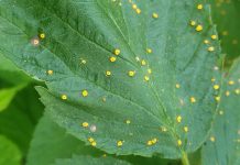 Ochrona malin niezmiennie potrzebna