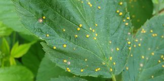 Ochrona malin niezmiennie potrzebna