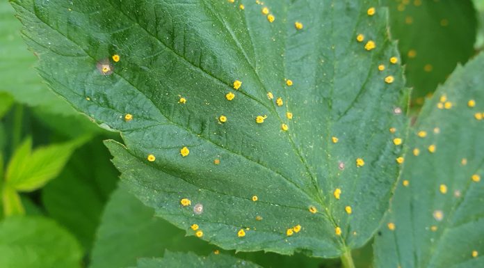 Ochrona malin niezmiennie potrzebna