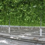 Uprawa truskawki w basenie Morza Śródziemnego (cz. I) – wyzwania i genetyka