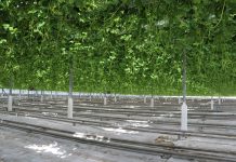 Uprawa truskawki w basenie Morza Śródziemnego (cz. I) – wyzwania i genetyka