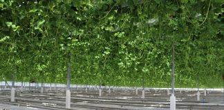 Uprawa truskawki w basenie Morza Śródziemnego (cz. I) – wyzwania i genetyka