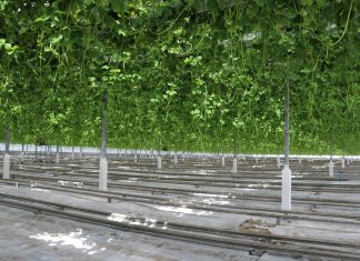 Uprawa truskawki w basenie Morza Śródziemnego (cz. I) – wyzwania i genetyka