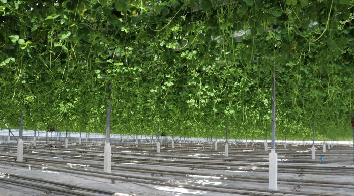 Uprawa truskawki w basenie Morza Śródziemnego (cz. I) – wyzwania i genetyka