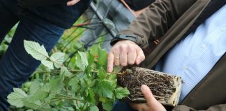 International Delphy Soft Fruit Event 2019 (cz. I) – szkółkarskie trendy