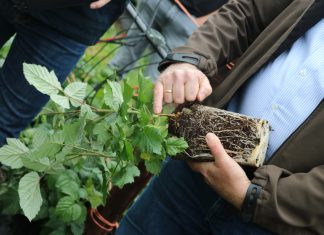 Nowe wymagania dla materiału szkółkarskiego