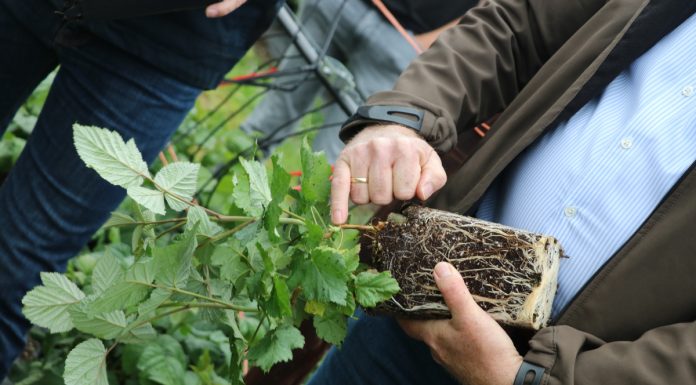 Nowe wymagania dla materiału szkółkarskiego
