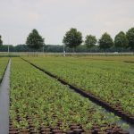 Specjalny system podlewania zapewnia różnomierne naniesienie wody na sadzoneki