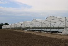 Precyzyjna diagnostyka i żywienie truskawek dostosowane do potrzeb