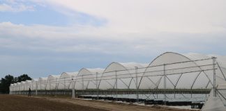 Precyzyjna diagnostyka i żywienie truskawek dostosowane do potrzeb