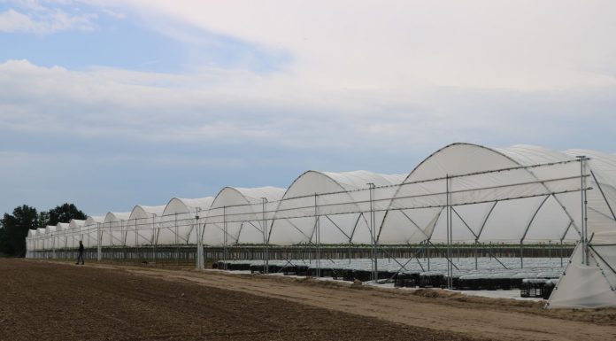 Precyzyjna diagnostyka i żywienie truskawek dostosowane do potrzeb