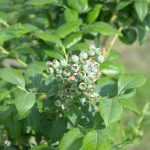 borowka_monitoring0002