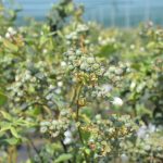 borowka_monitoring0003