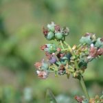 borowka_monitoring0006