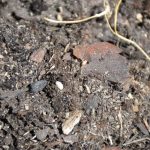 borowka_monitoring0007