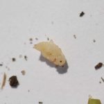 borowka_monitoring0008