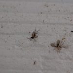 borowka_monitoring0009