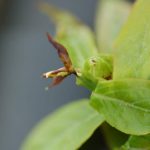 borowka_monitoring0010