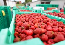Sezon truskawkowy 2019 – ceny i tendencje