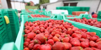 Sezon truskawkowy 2019 – ceny i tendencje